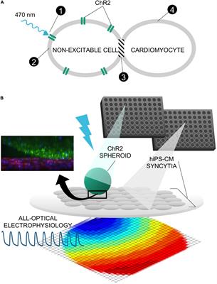 Integration of Engineered “Spark-Cell” Spheroids for Optical Pacing of Cardiac Tissue